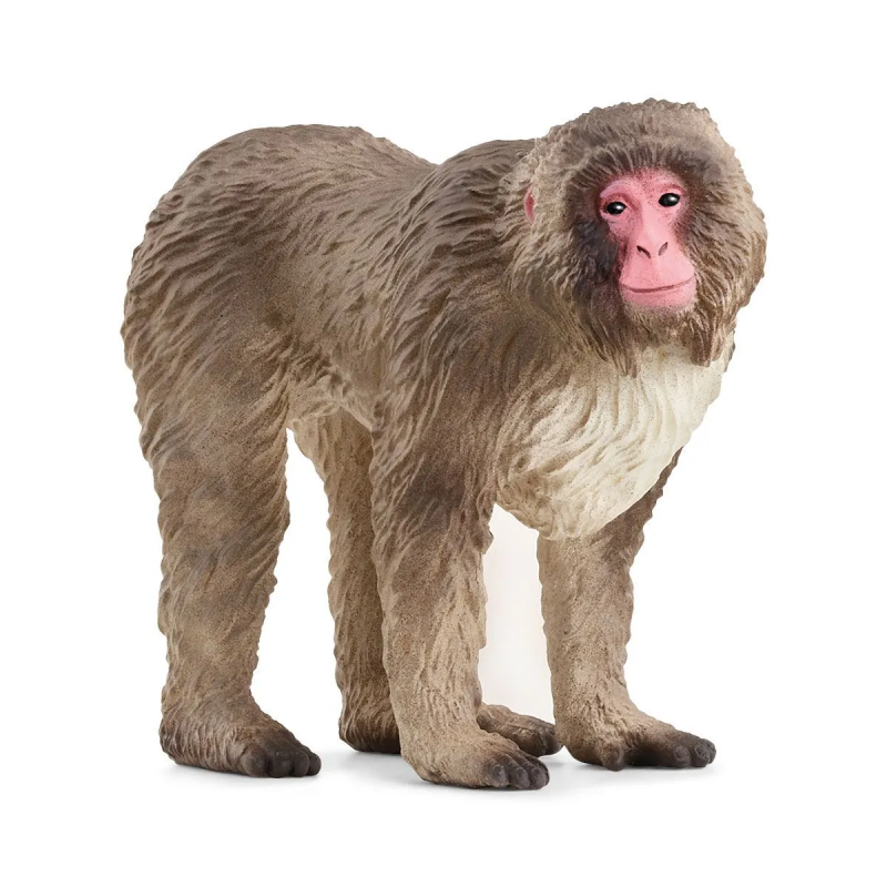 Macaco japonés