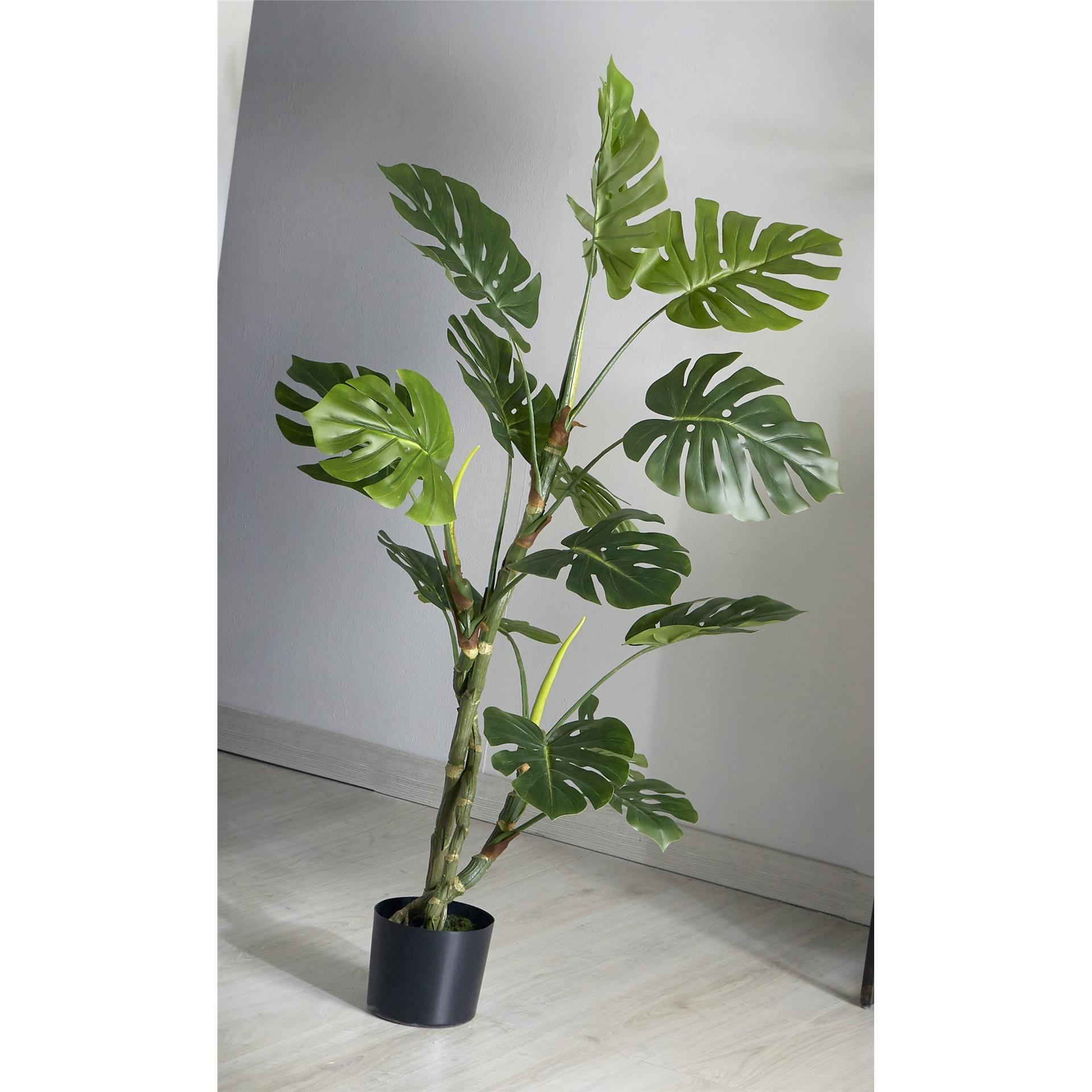 Planta split philo 140 cms. 140 cms. El mejor complemento para tu hogar lo encontrarás aquí.