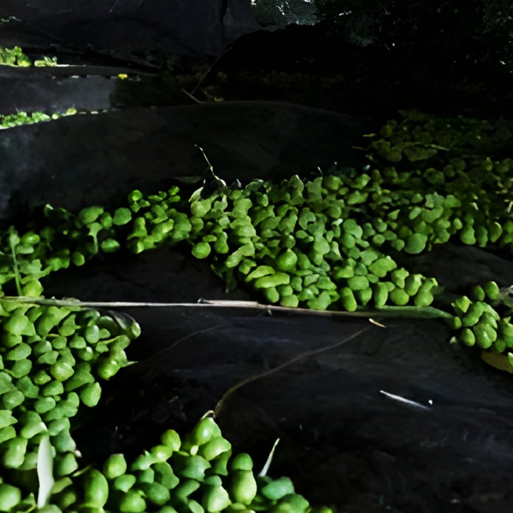 BricoLoco.com Mantos Aceitunas, almendras, nueces, pistachos. 8X14 Metros. Tejido HDPE flexible, ligero y resistente. Accesorios de cultivo