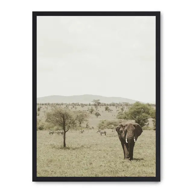 Cuadro elephant in the savana ii 30x40cm, Póster impreso en papel de primera calidad de 180gr, montado sobre marco de madera MDF acabado en negro., Naturaleza - Safari