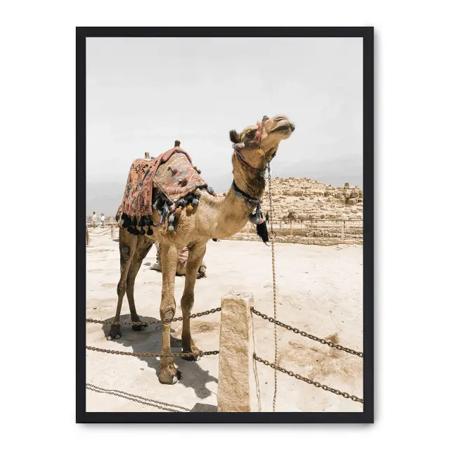 Cuadro camel in egypt ii 30x40cm, Póster impreso en papel de primera calidad de 180gr, montado sobre marco de madera MDF acabado en negro., Naturaleza - Desierto