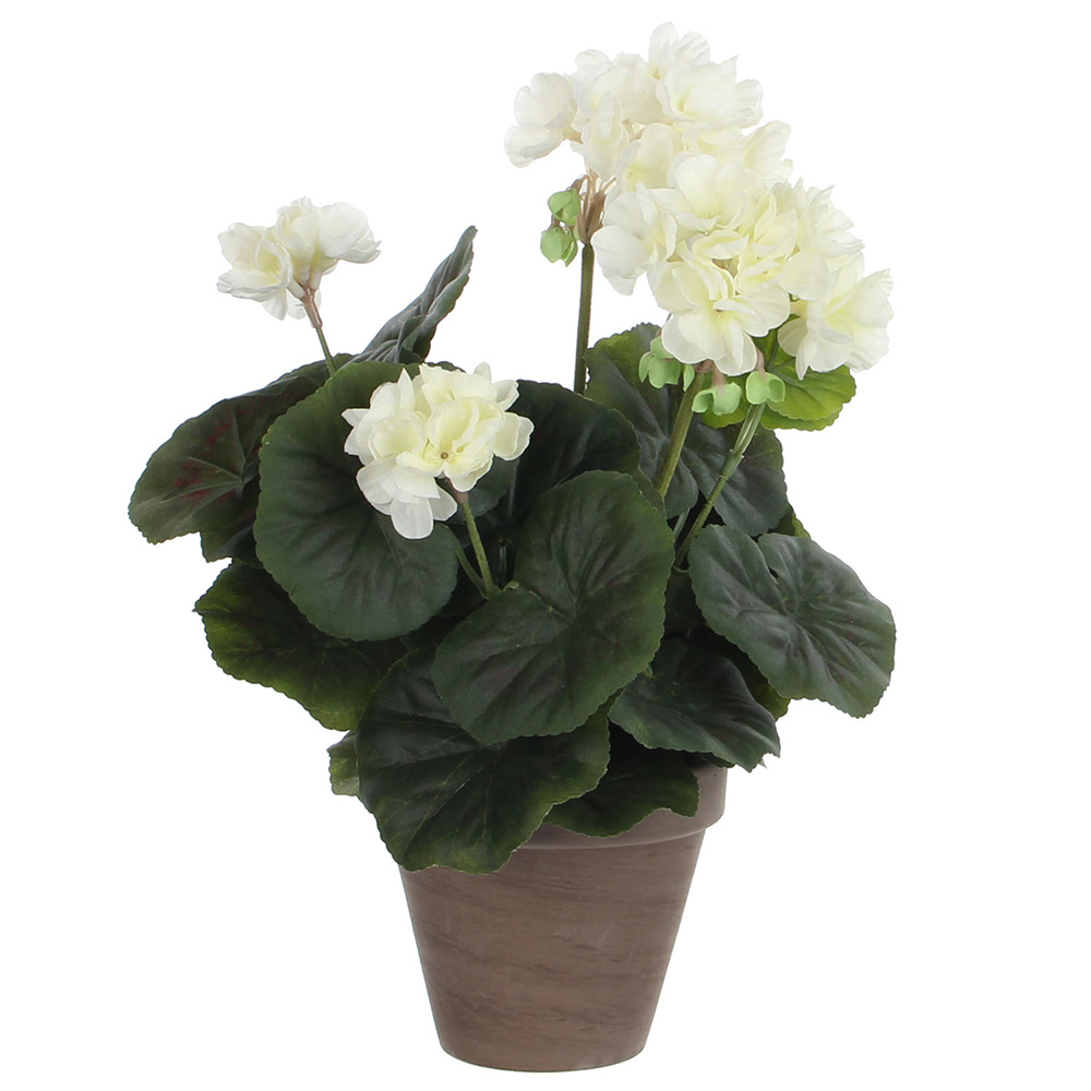 Geranio Crema PVC con Maceta Plástica de Alta Calidad 34x20cm