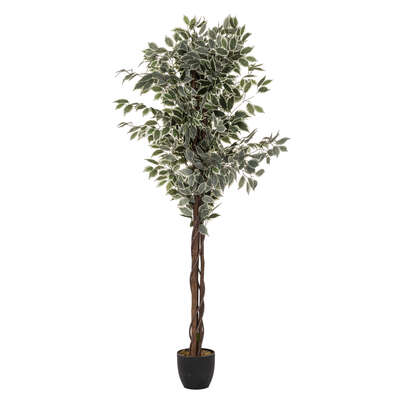 Factory Cuadros Árbol Ficus Verde Oscuro 180cm | Decoración Moderna