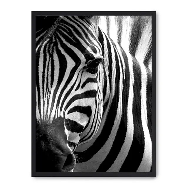 Cuadro zebra close up 30x40cm, Póster impreso en papel de primera calidad de 180gr, montado sobre marco de madera MDF acabado en negro., Naturaleza - Safari