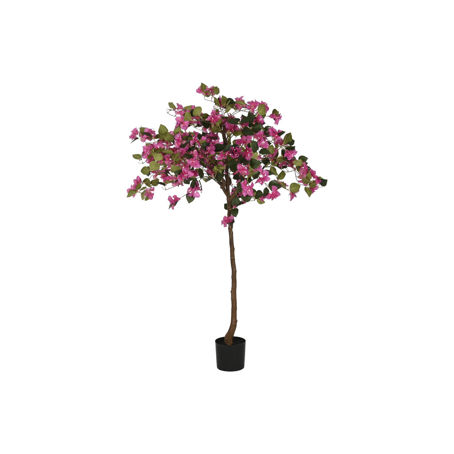 Planta pe 80x80x150 buganvilla fucsia El mejor complemento para tu hogar.