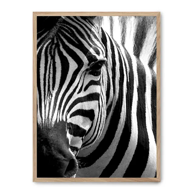Cuadro zebra close up 30x40cm, Póster impreso en papel de primera calidad de 180gr, montado sobre marco de madera MDF acabado roble., Naturaleza - Safari