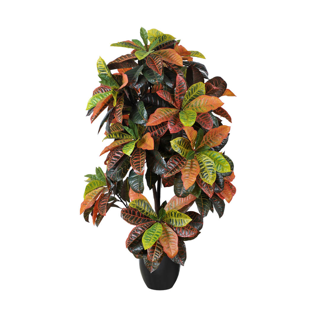 CROTON 140 CM NORTENE