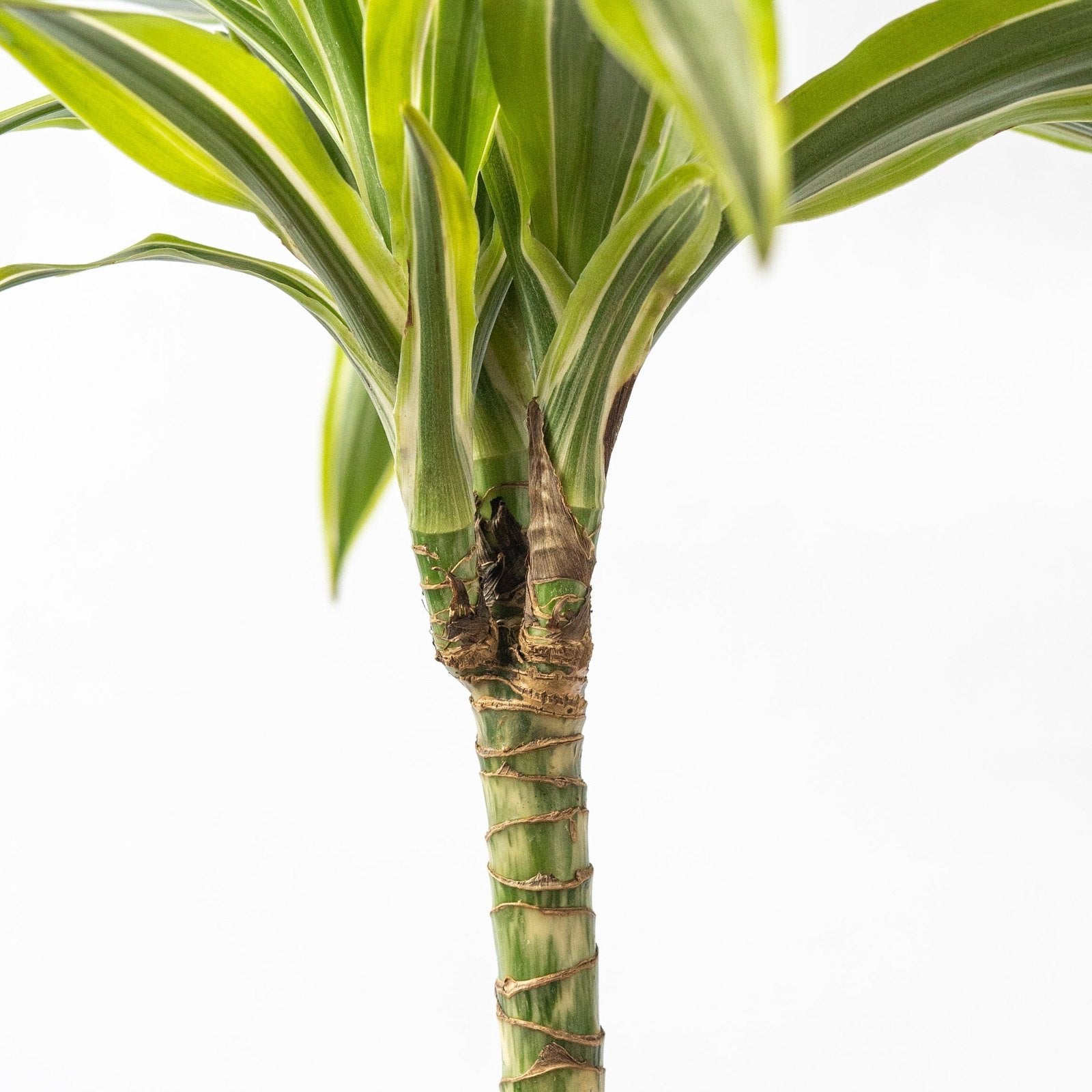 SMPLY. SMPLY Planta Dracaena Deremensis Lemon Lime | Decorativa y Fácil de Cuidar | En Maceta 20cm
