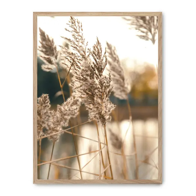 Cuadro pampas i 30x40cm, Póster impreso en papel de primera calidad de 180gr, montado sobre marco de madera MDF acabado roble., Botánica - Naturaleza - Playantas