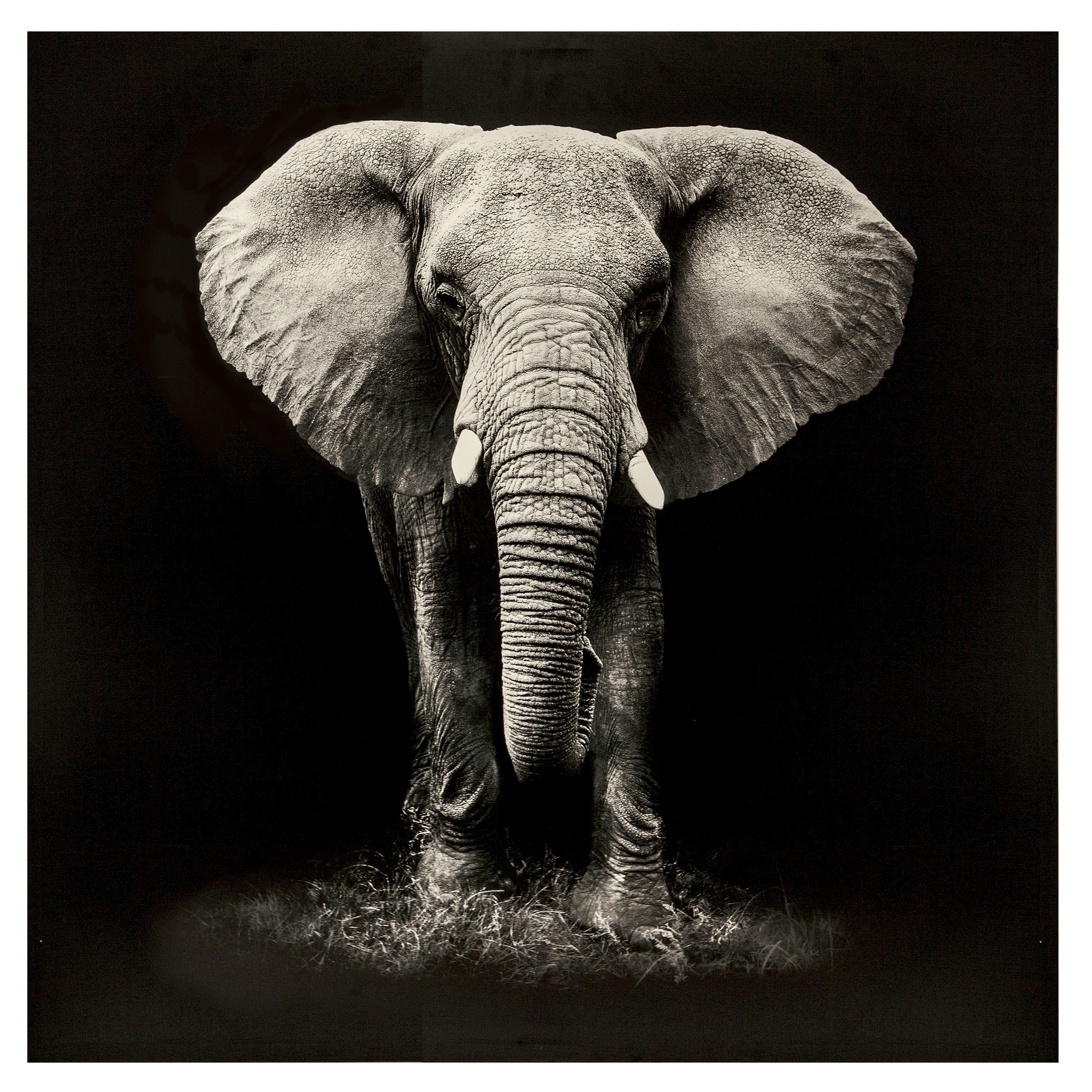 Elefante estampado lona 100X100
