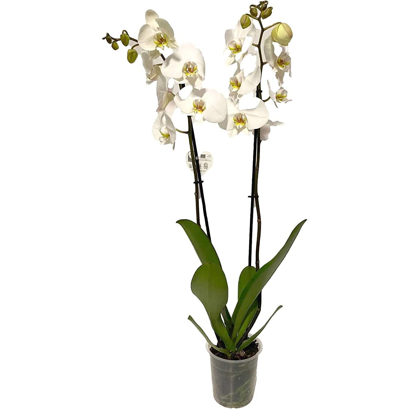 SMPLY. SMPLY Orquídea Phalaepnopsis Natural Flores Blancas 70cm Decorativa Hogar Oficina Regalo Maceta
