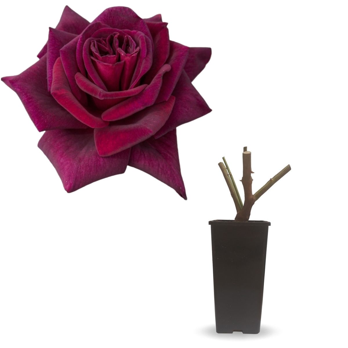 Verdecora Rosal de Plantación Black Baccara | Rosal Grandiflora Rojo Oscuro | Planta Natural de Exterior con Flor en Maceta de 2L