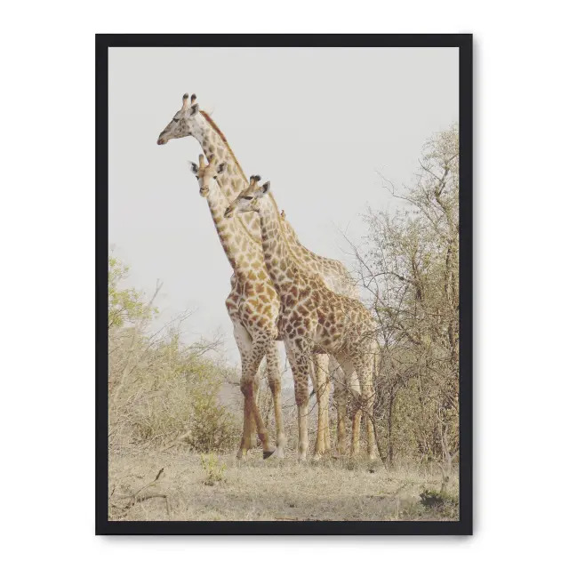 Cuadro giraffe in the savana ii 30x40cm, Póster impreso en papel de primera calidad de 180gr, montado sobre marco de madera MDF acabado en negro., Naturaleza - Safari