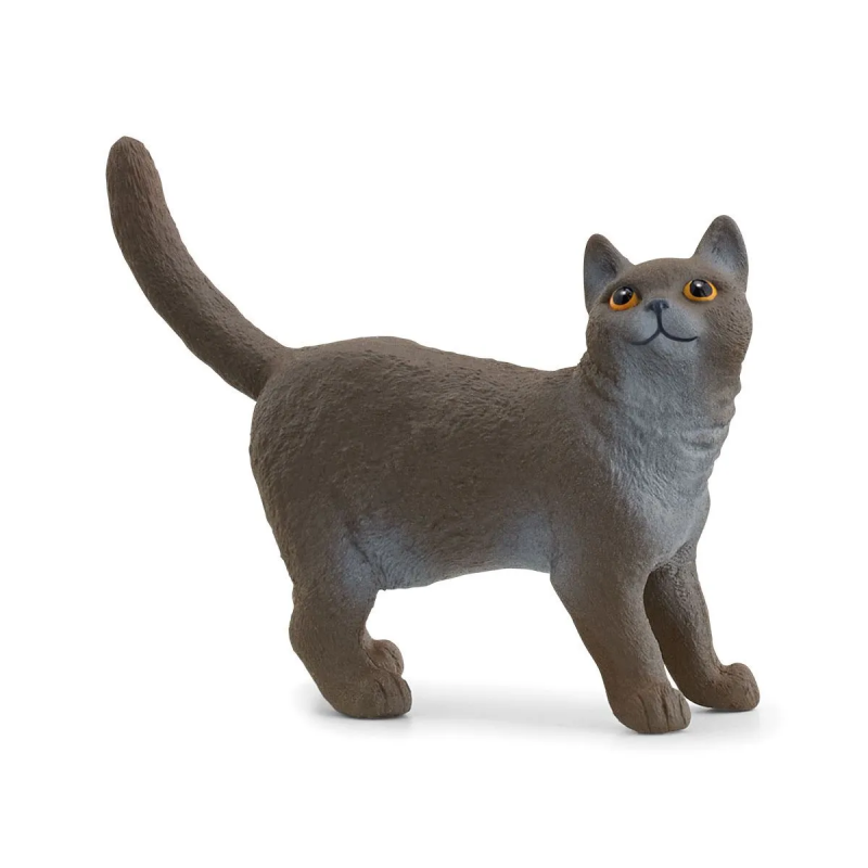 Gato británico de pelo corto
