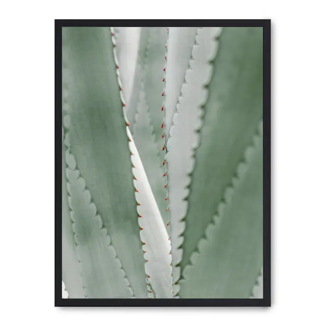 Cuadro aloe vera 30x40cm, Póster impreso en papel de primera calidad de 180gr, montado sobre marco de madera MDF acabado en negro., Botánica - Naturaleza - Playantas