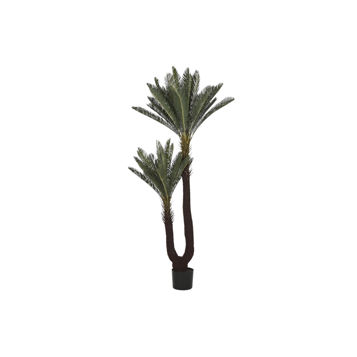 Planta pe 80x80x170 sago cycas verde El mejor complemento para tu hogar.