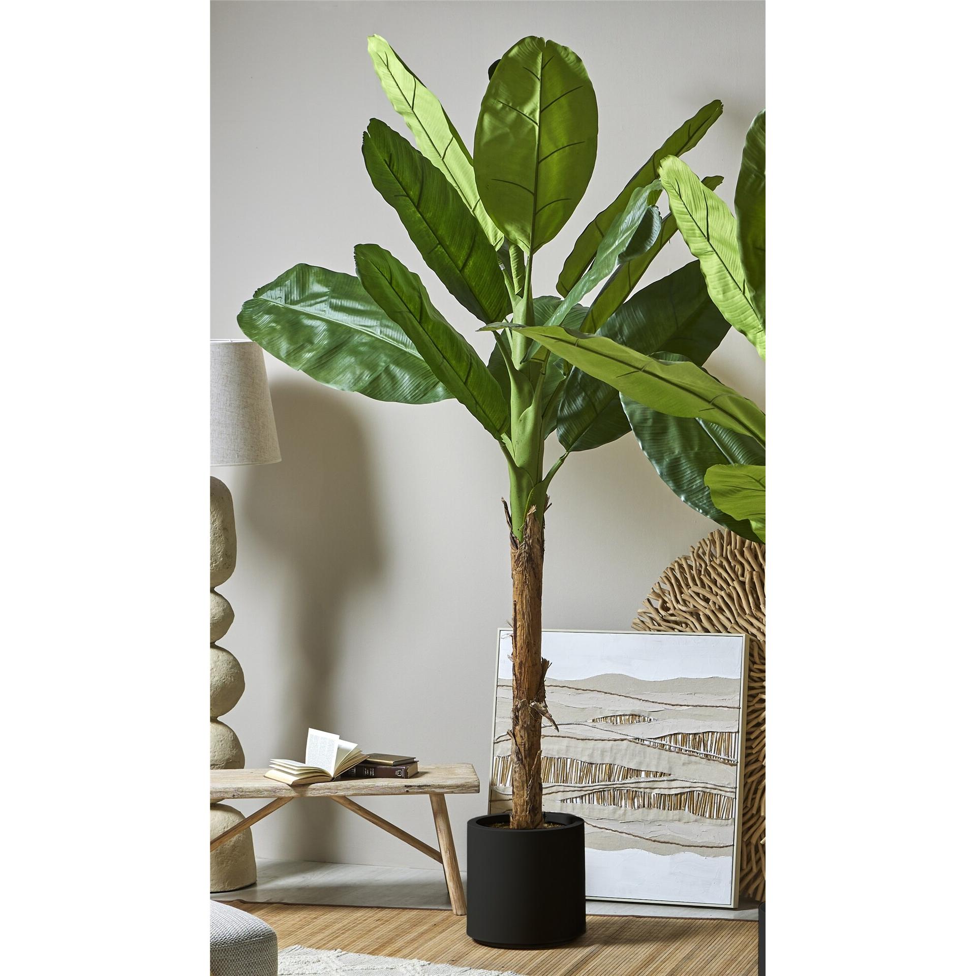 Arbol bananero 250 cms. 250 cms. El mejor complemento para tu hogar lo encontrarás aquí.