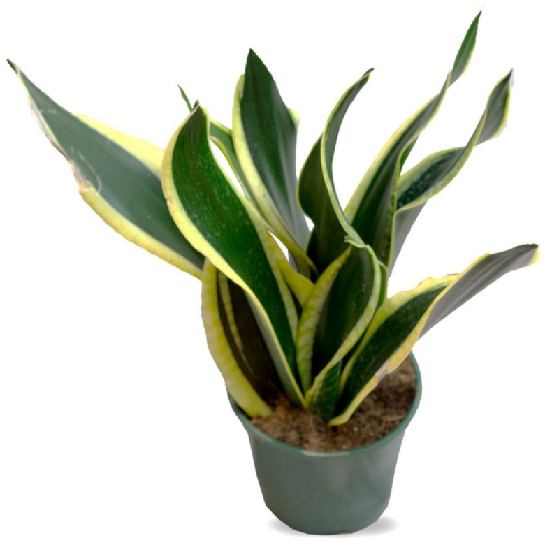 Verdecora Sansevieria | Planta Natural de Interior Purificadora de Aire
