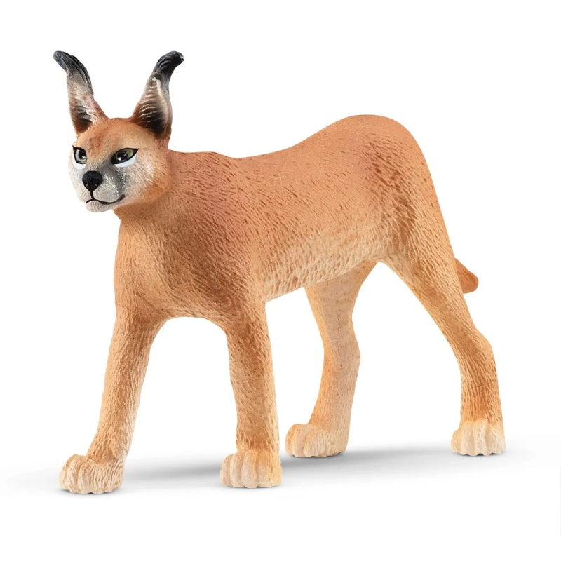 Caracal hembra