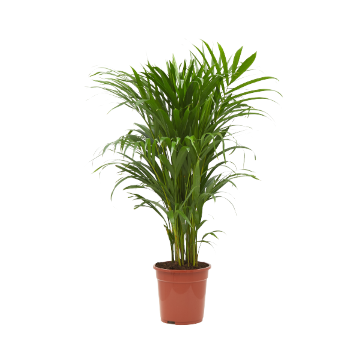 Verdecora Areca | Palma de frutos de oro | Palmera bambú | Planta natural de interior en maceta de 4L