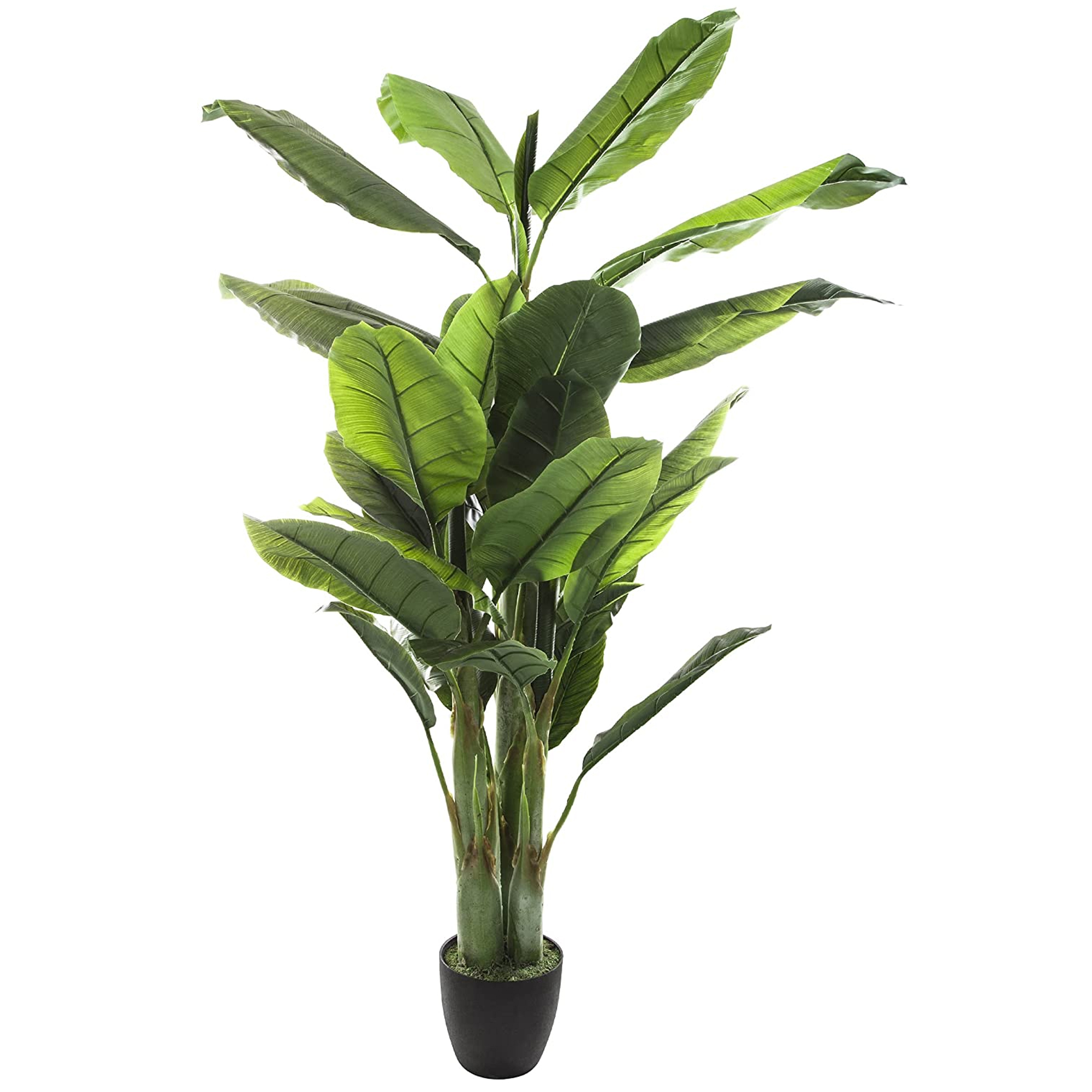 Atmosphera Planta de Plátano Altura 170 - Decoración Natural de Interiores y Exteriores