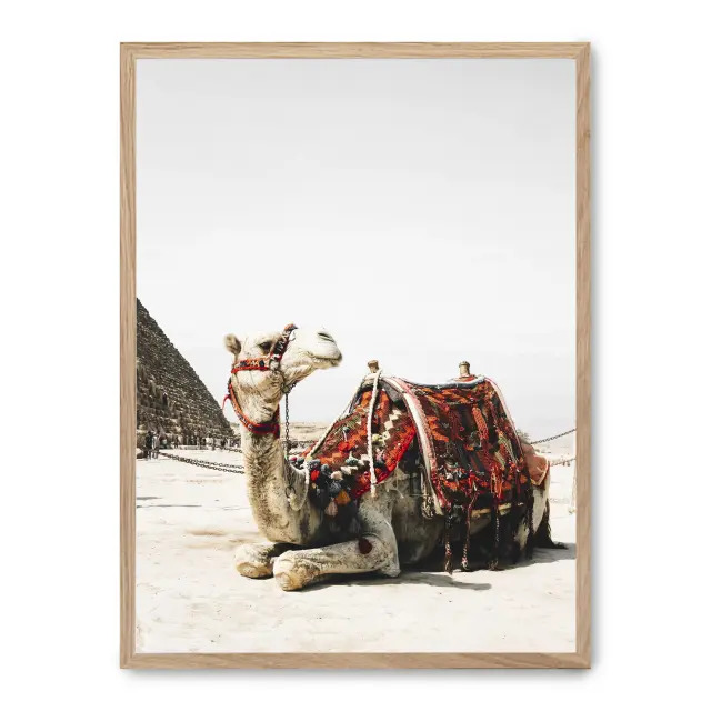 Cuadro camel in egypt i 30x40cm, Póster impreso en papel de primera calidad de 180gr, montado sobre marco de madera MDF acabado roble., Naturaleza - Desierto