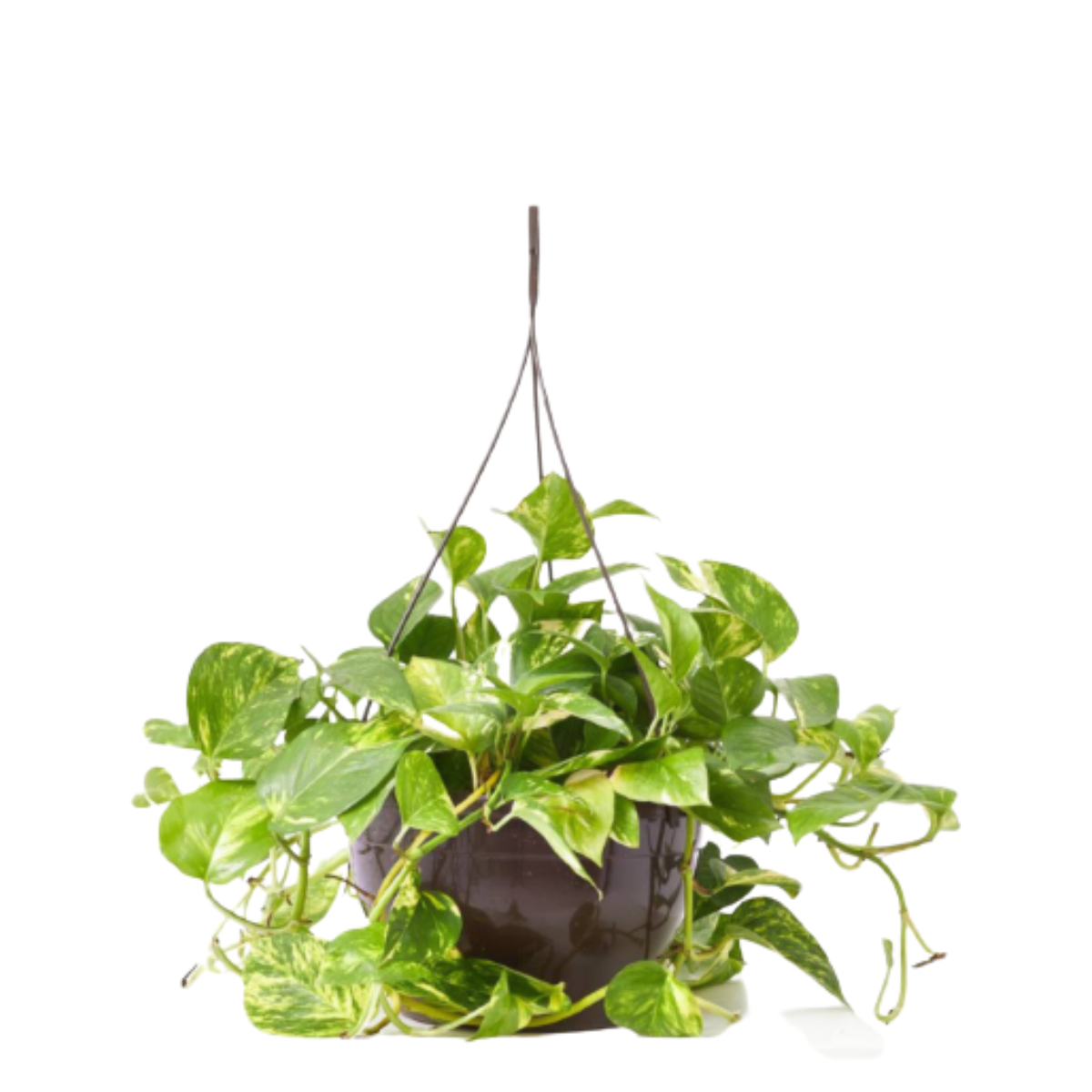 Verdecora Potho Colgante Natural en Maceta - Planta de interior purificadora del aire