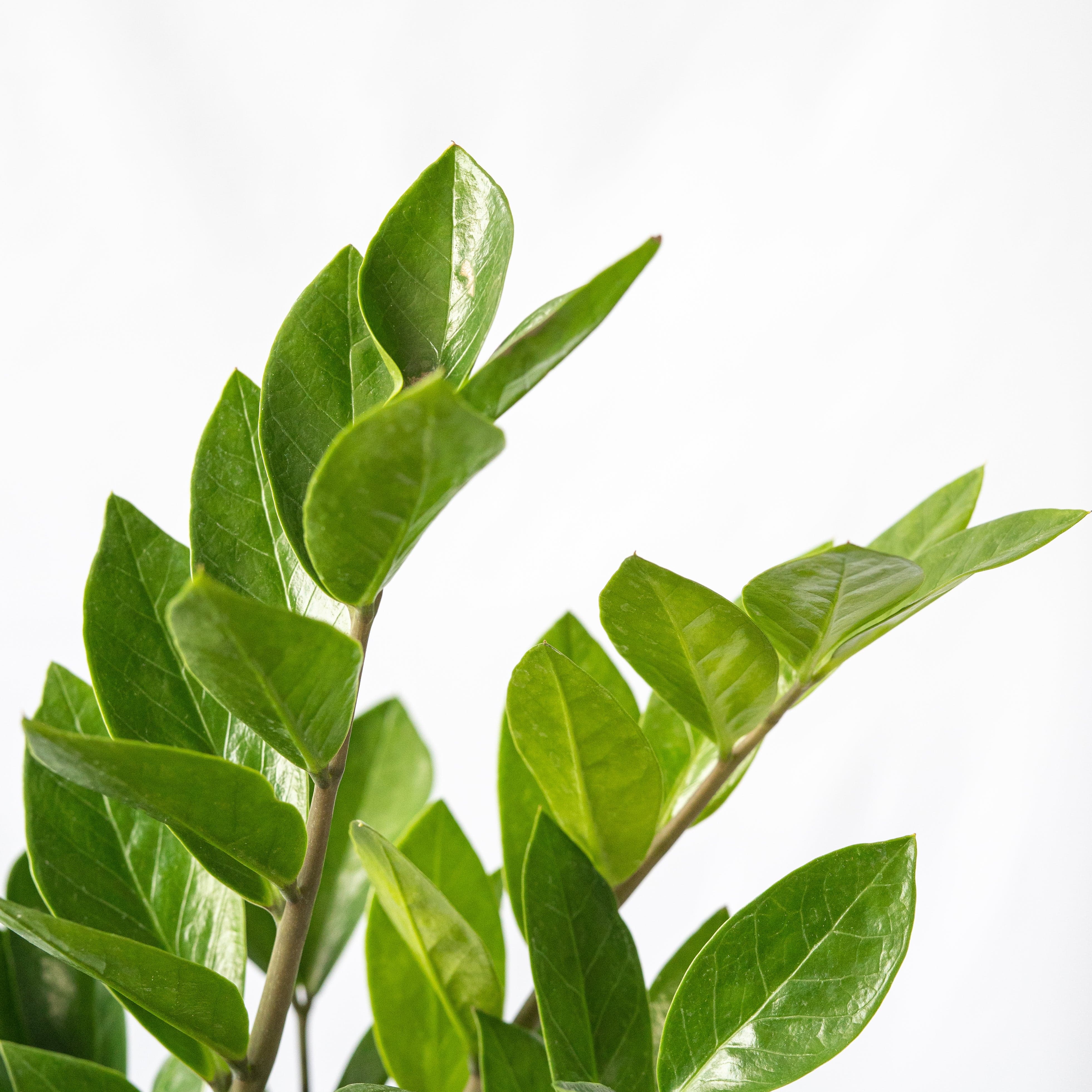 SMPLY. SMPLY Zamioculca Zamiifolia Natural Viva | Decoración Hogar y Regalo | Maceta 14cm | Fácil de Cultivar