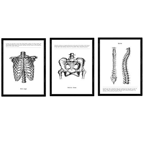 Set de 3 Posters de Anatomía Nacnic en Blanco y Negro