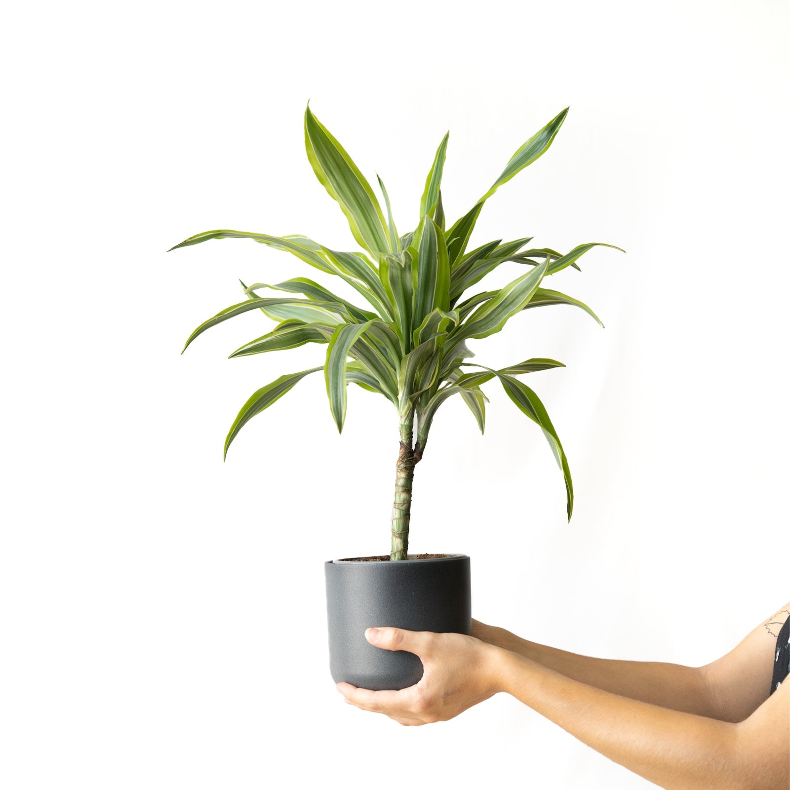 SMPLY. Planta Dracaena Deremensis Lemon Lime | Decorativa y Fácil de Cultivar | En Maceta
