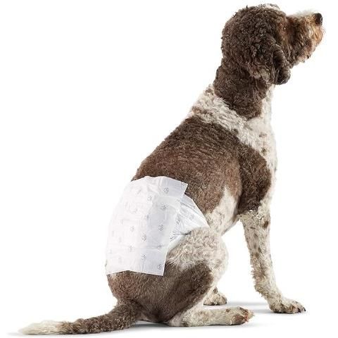 Pañales desechables para perro macho AmazonBasics_ Talla L y Talla XS (paquete de 50)_ Blanco