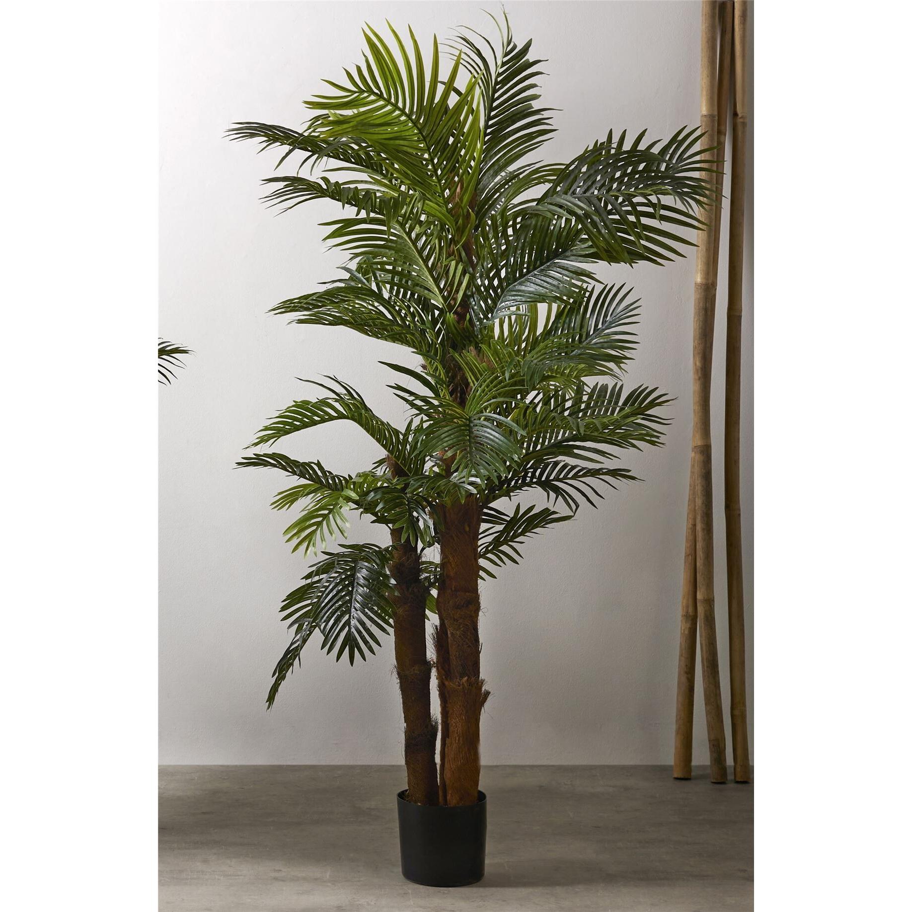 Planta kentia 200 cms. 200 cms. El mejor complemento para tu hogar lo encontrarás aquí.