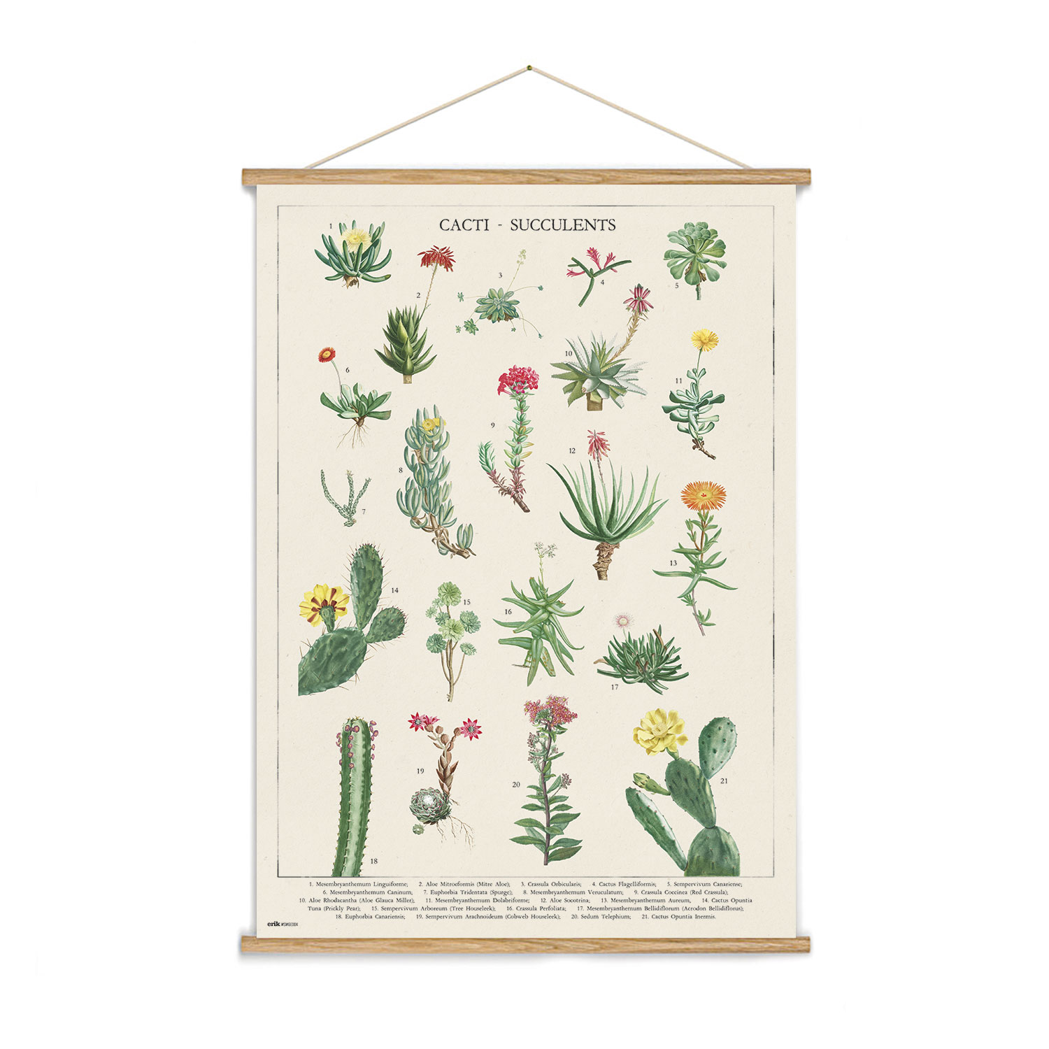 Grupo Erik Banderola Botanical cacti - Póster tela cactus 53x71 cm - Cuadro tela pared, Decoración pared cactus - Póster cactus