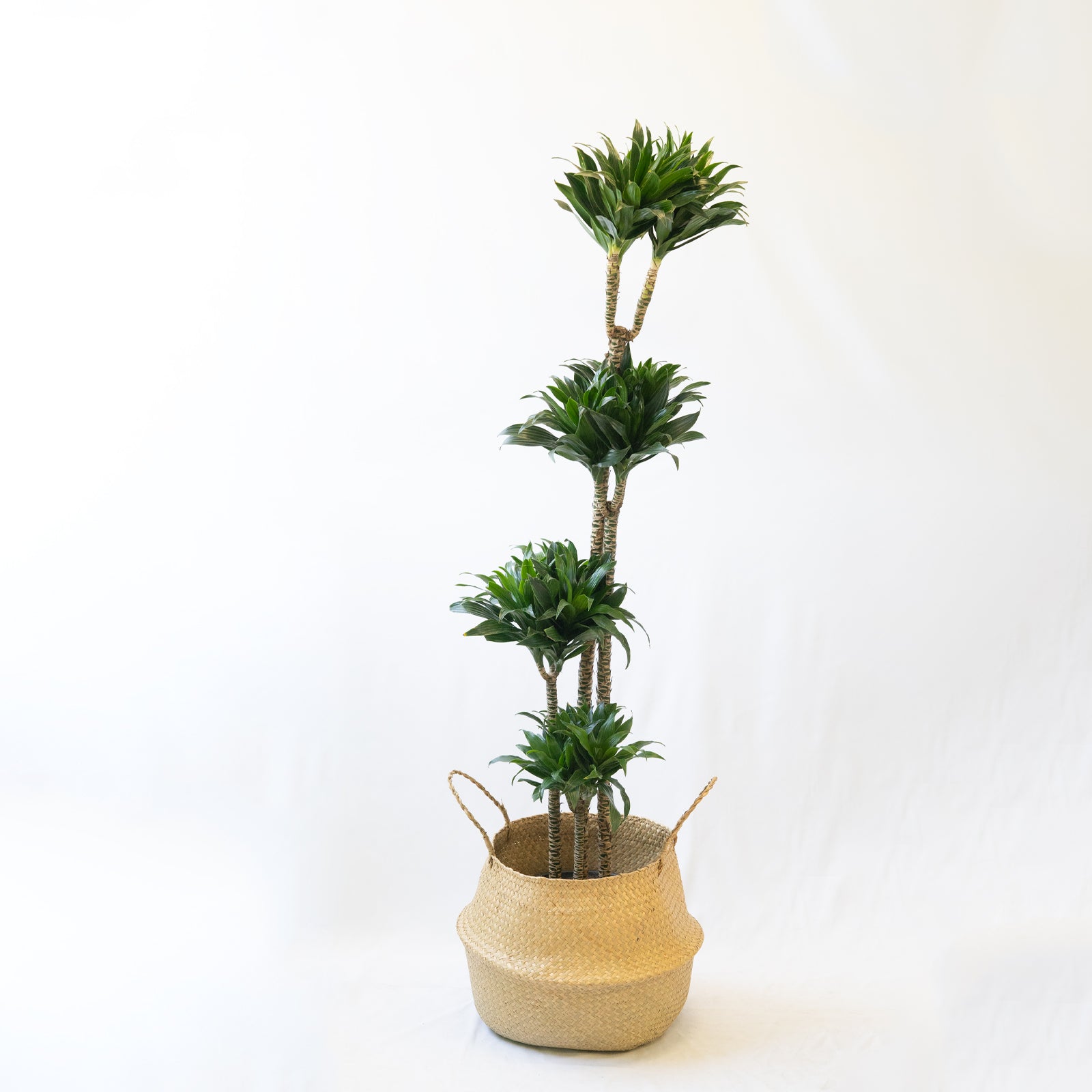 SMPLY. SMPLY Planta Dracaena Compacta Natural Viva en Maceta | Decorativa y Fácil de Cultivar para Hogar o Regalar