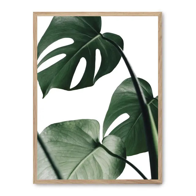 Cuadro monstera leaves ii 30x40cm, Póster impreso en papel de primera calidad de 180gr, montado sobre marco de madera MDF acabado roble., Botánica - Naturaleza - Playantas