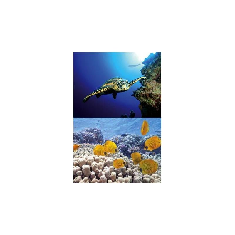 Tetra Decoart Lamina Tortuga&Arrecife Medidas:60X45Cm. Decoracion acuarios