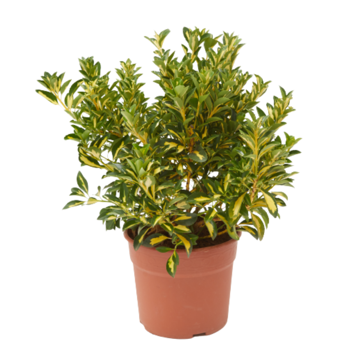 Verdecora Evonimus Japonicus | Bonetero de Japón | Arbusto decorativo ...