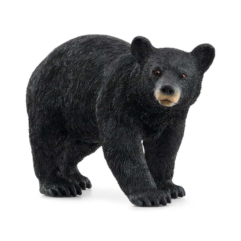 Oso negro americano